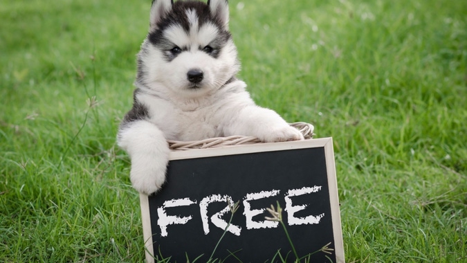 20150925212024 dog for free puppy