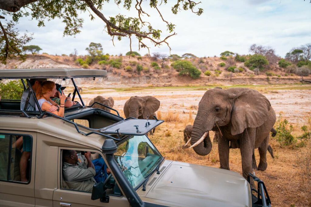 5 African Safari Tours you should not Miss in your Lifetime