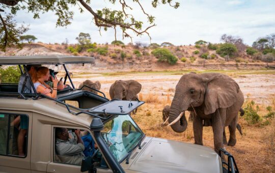 5 African Safari Tours you should not Miss in your Lifetime