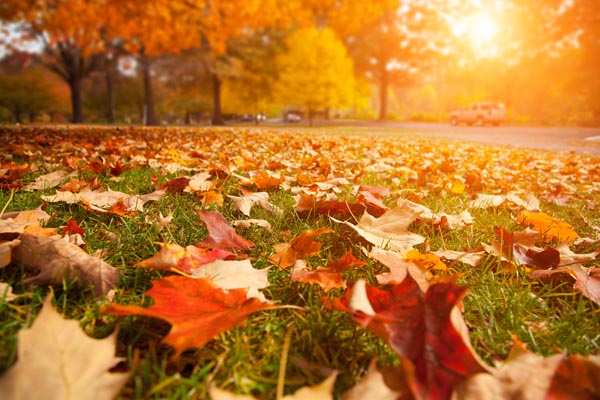 Effective Home Maintenance for this Upcoming Fall Season